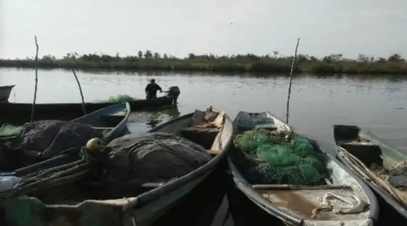 Escuinapa. Ante tamaño de camarón, la mitad del sector pesquero se autoveda