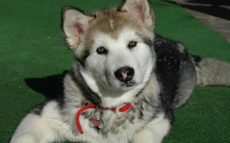 Las siete preguntas más comunes que se hacen los dueños de mascotas