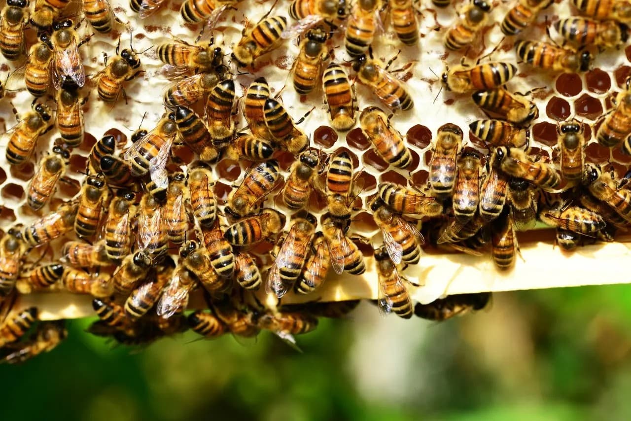 Navolato. Muere hombre tras ser atacado por un enjambre de abejas
