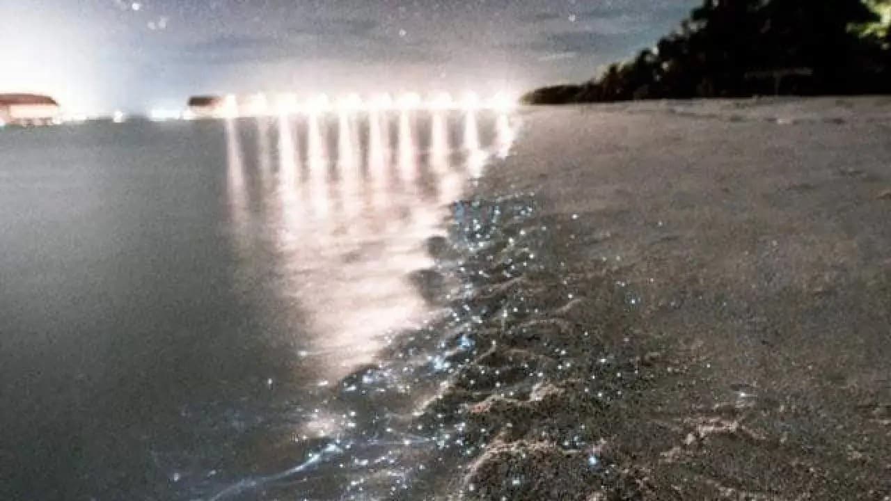 Nayarit ante los ojos del mundo