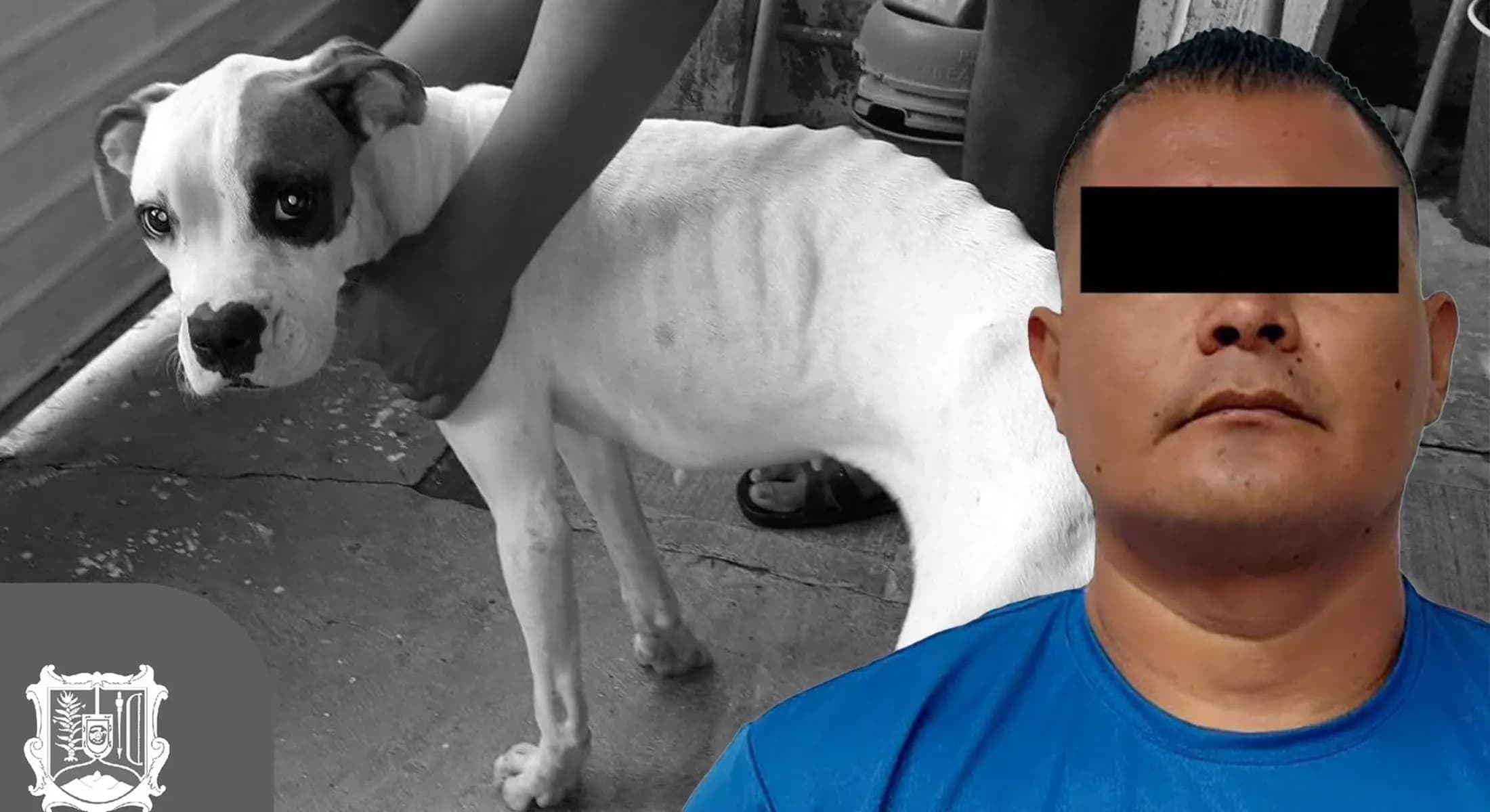 Vinculan a proceso a sujeto por maltrato animal en Bahía de Banderas