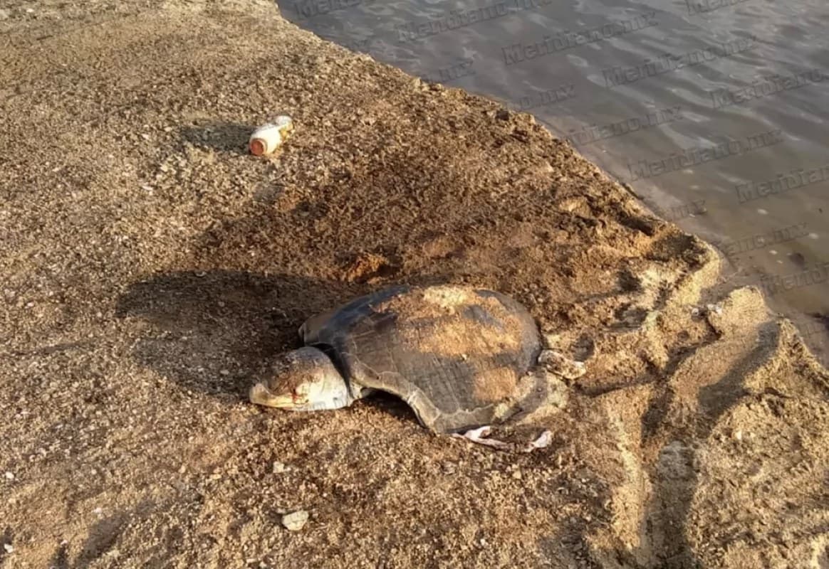 ¡ecocidio en la cruz de loreto!
