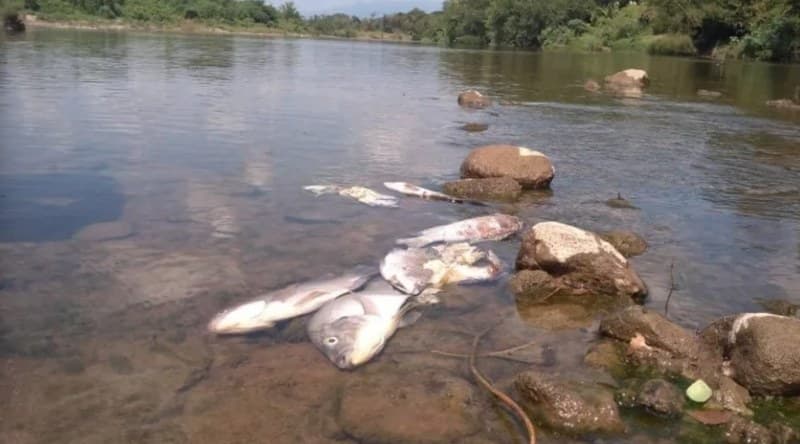 Rosario. Aparecen peces muertos en Río Pánuco
