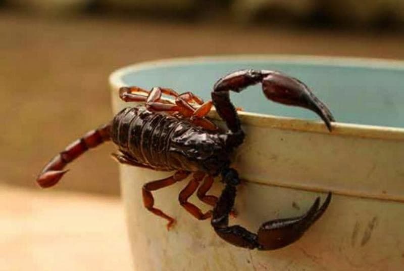 Veneno de alacrán inhibe propagación de tres tipo de cáncer: UNAM; Alistan patente