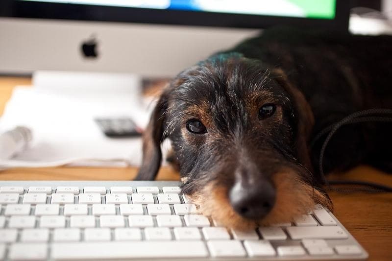 Cómo usar la tecnología para cuidar de tus mascotas