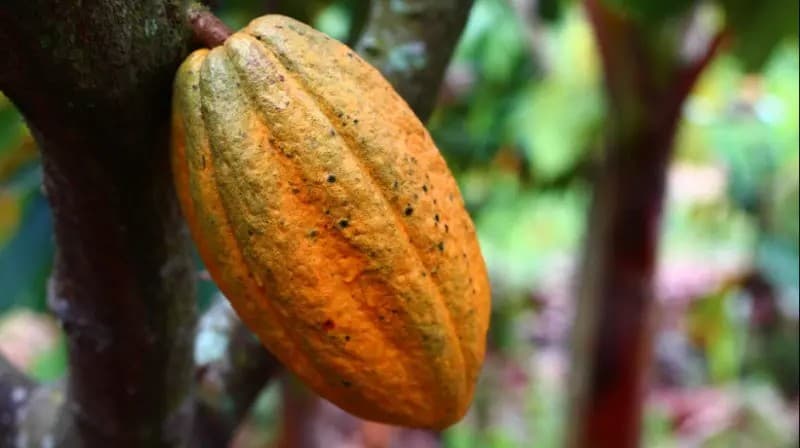 Veracruz y Nayarit tienen gran potencial para el cultivo del cacao