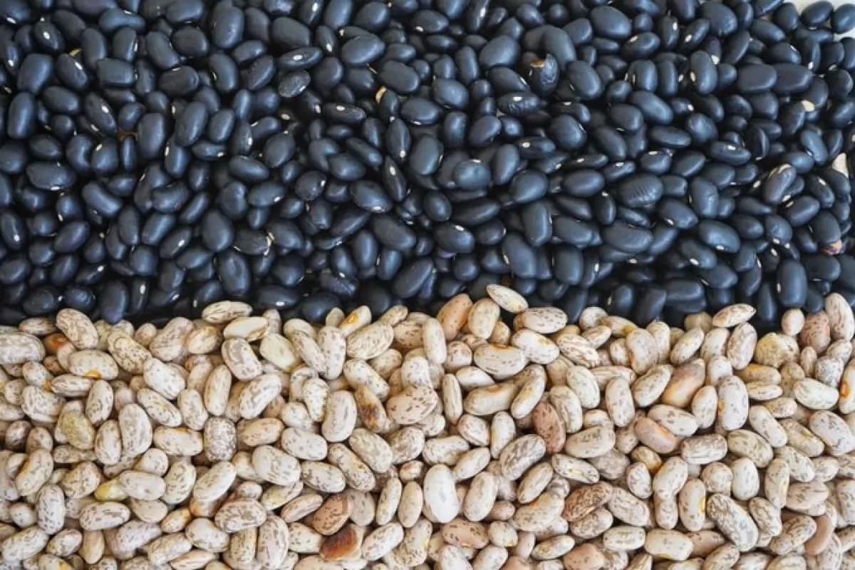 Reporta Nayarit gran incremento de producción de frijol