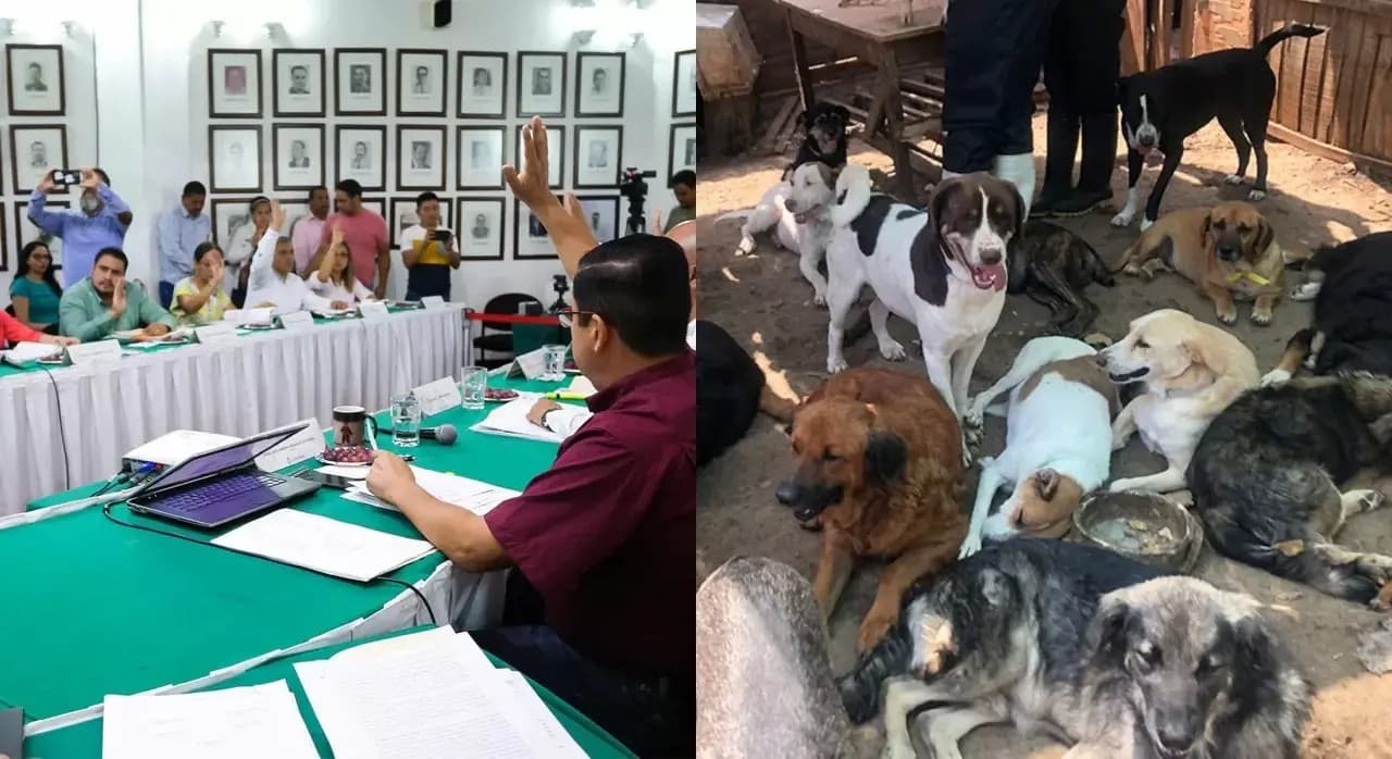 Cobrarán por tener mascotas en Puerto Vallarta