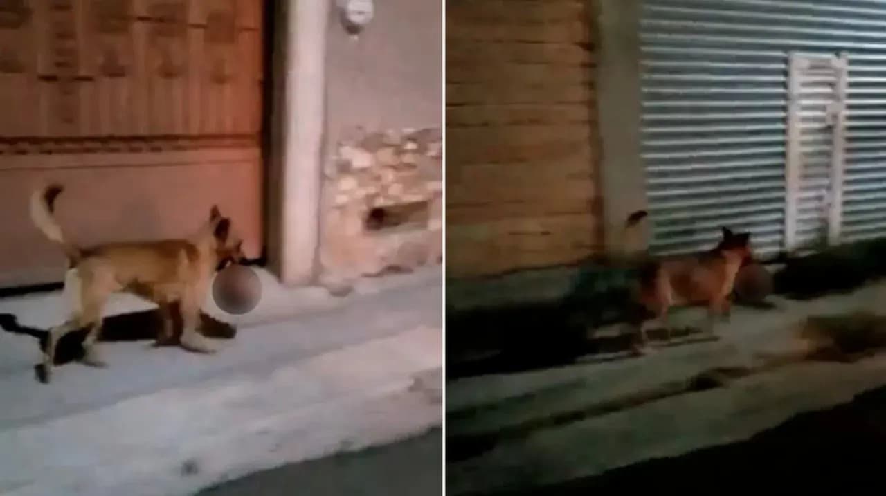 Difundieron video de un perro con una cabeza humana en el hocico