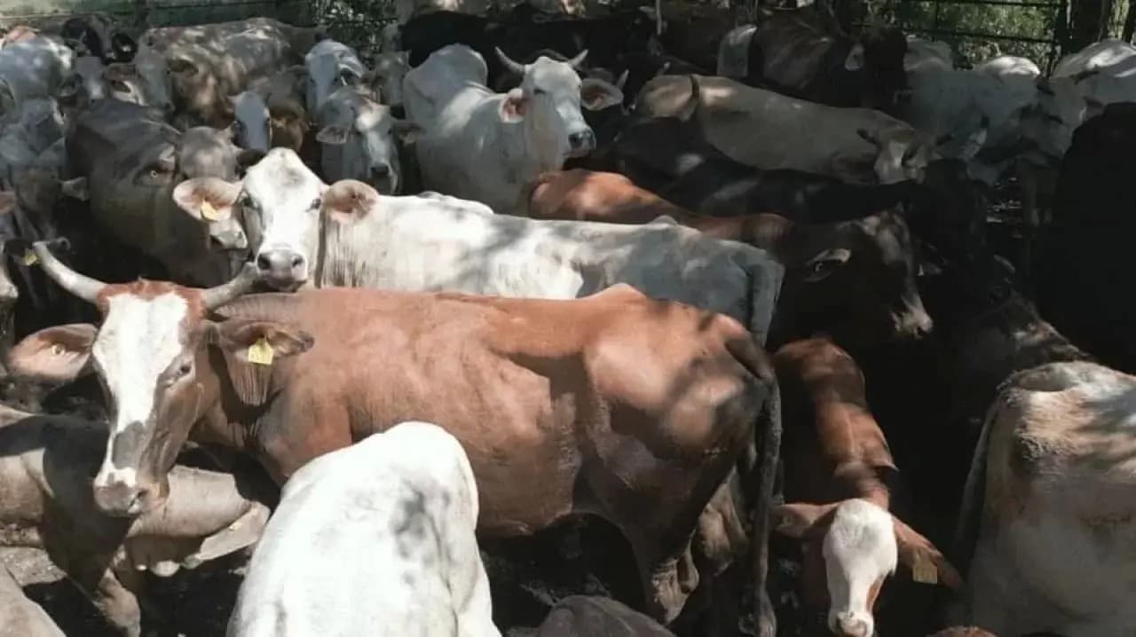 Destaca el ganado sano en Nayarit