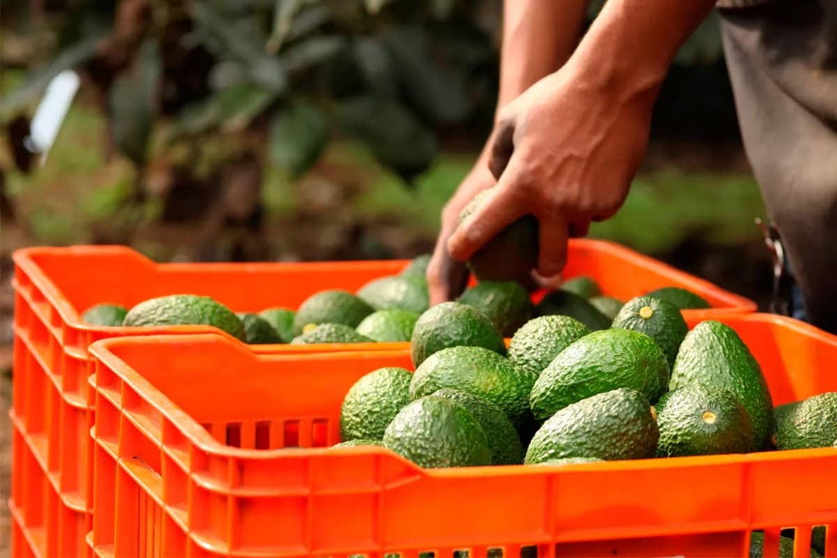 Autoriza Estados Unidos importación de aguacate hass de Jalisco