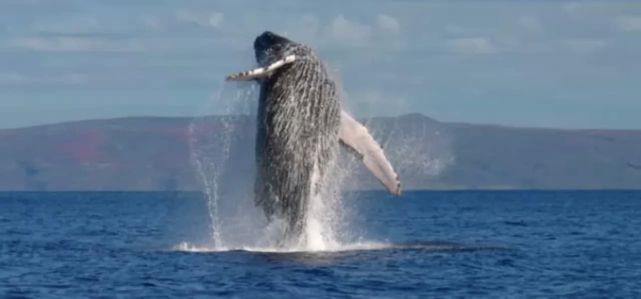 Ballenas grises ya se asoman en el mar de San Blas