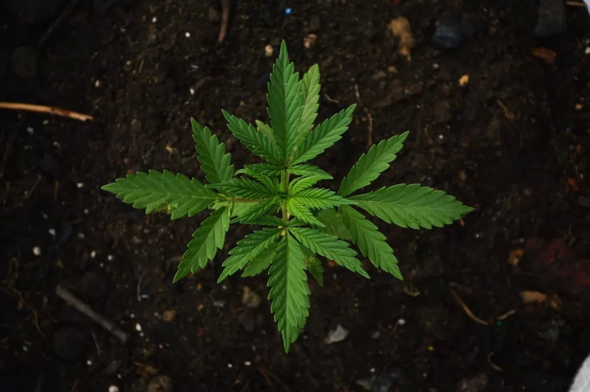Legalizar la mariguana beneficiará a la comunidad indígena: Diputada Electa