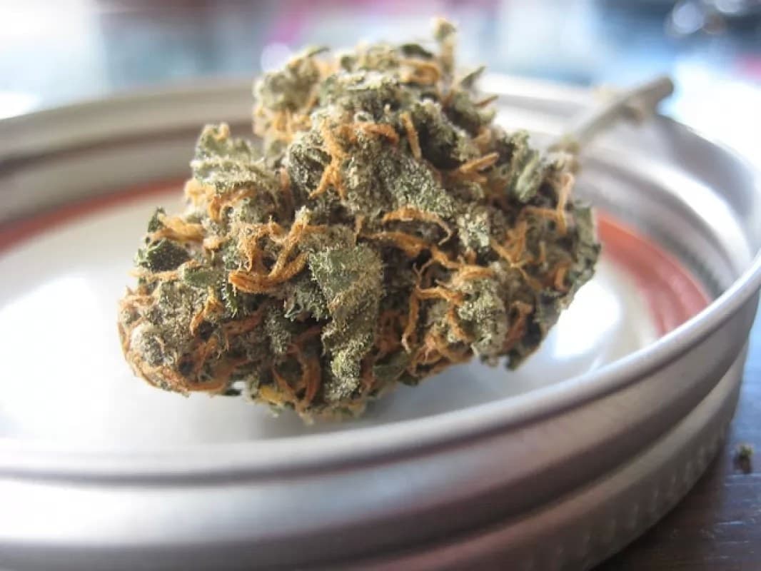 Elimina la Suprema Corte veto absoluto al uso lúdico de la mariguana
