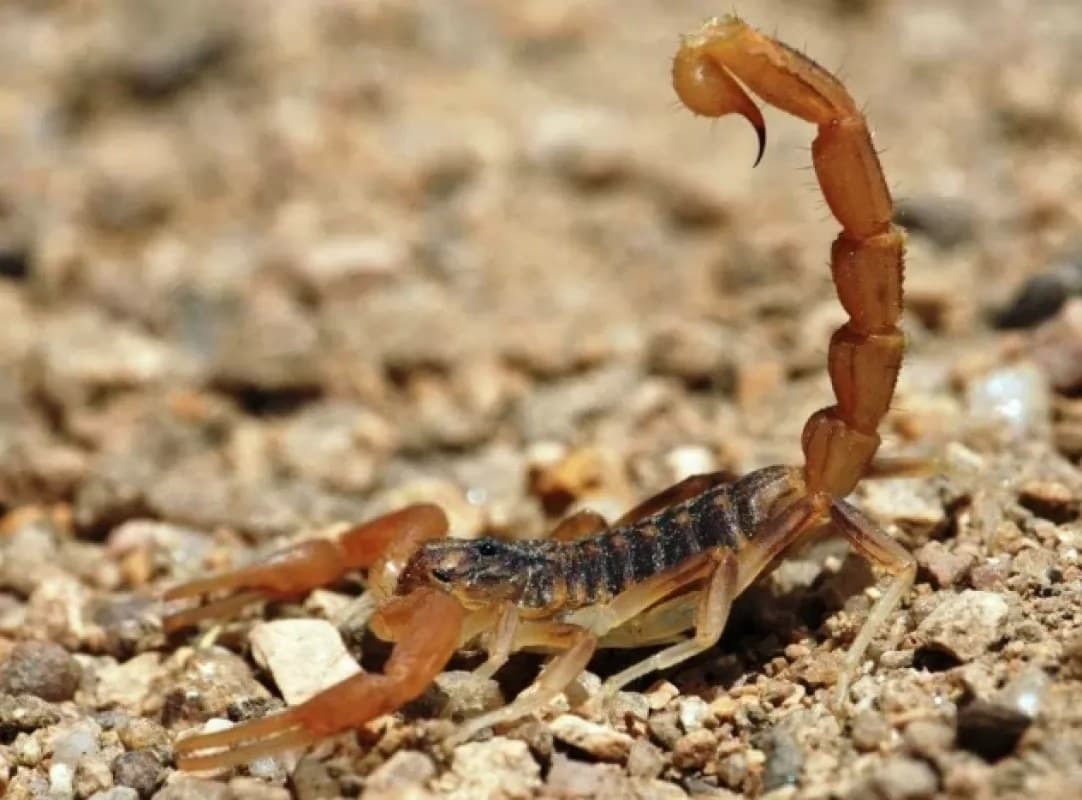 \"Un piquete de alacrán puede matarte en segundos\"