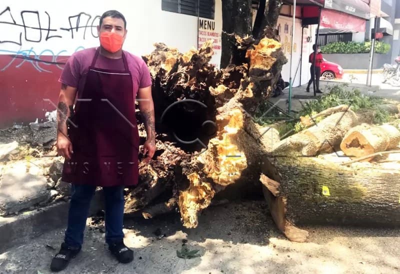 Taquero en jueves santo se salvó de morir aplastado por viejo árbol