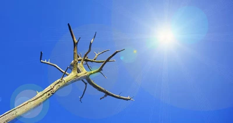 Sequía afecta a ganaderos de Huajicori: Erasmo Gamez Aguilar