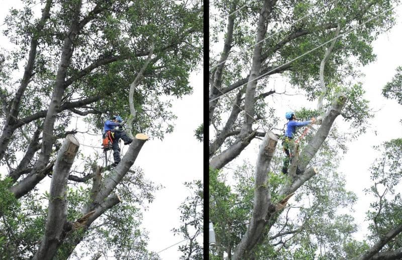 Tepic. Podan higuera de \"El Corralón\" en la colonia Del Bosque