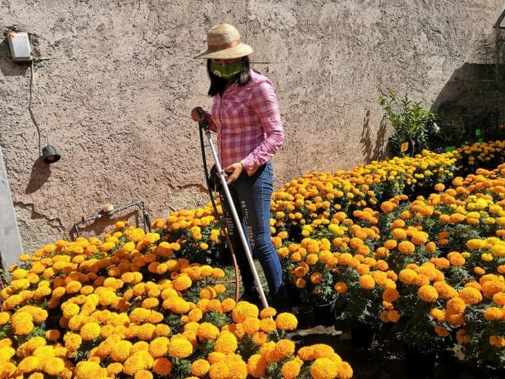 Tepic. Ventas de cempasúchil a la alza por cierre de panteones