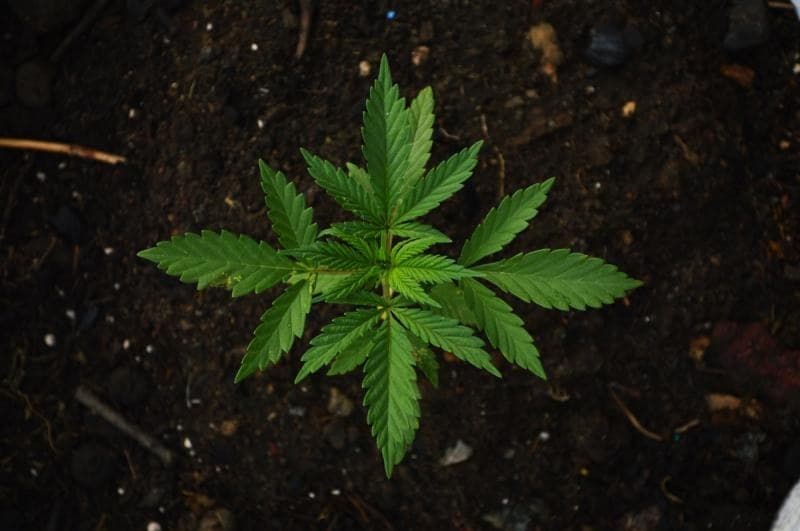 Si marihuana se legaliza, se gravará con IEPS: Arturo Herrera