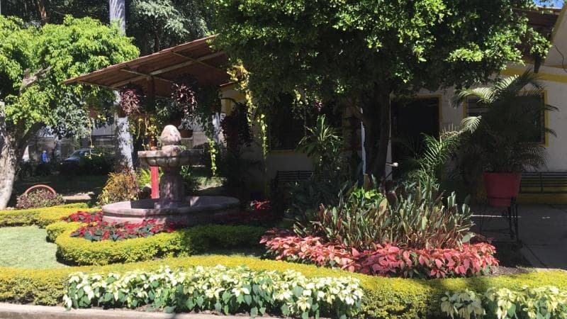 ¡Llega el aroma navideño!: Plantan nochebuenas en espacios públicos de Tepic