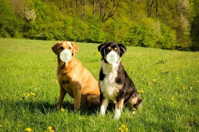 Desarrollan vacuna antiCOVID para animales en Rusia