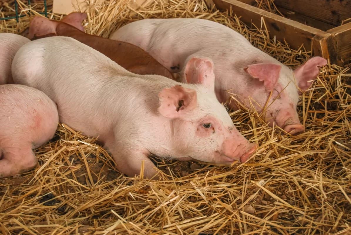 En caída libre la venta de carne de puerco en Tepic
