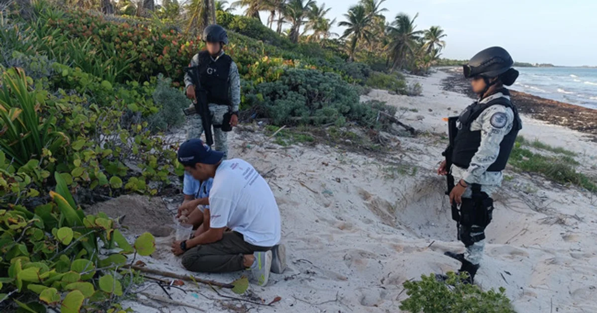 Guardia Nacional protege tortugas marinas durante temporada pascual en Veracruz