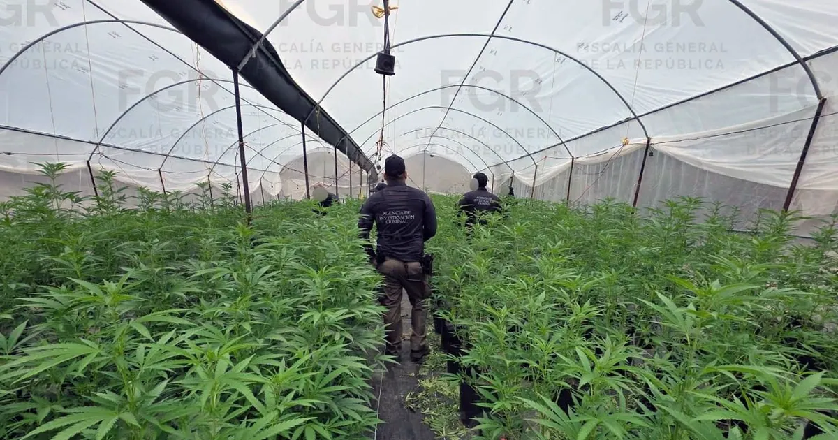 FGR asegura más de 2 mil plantas de marihuana en invernaderos de Jala