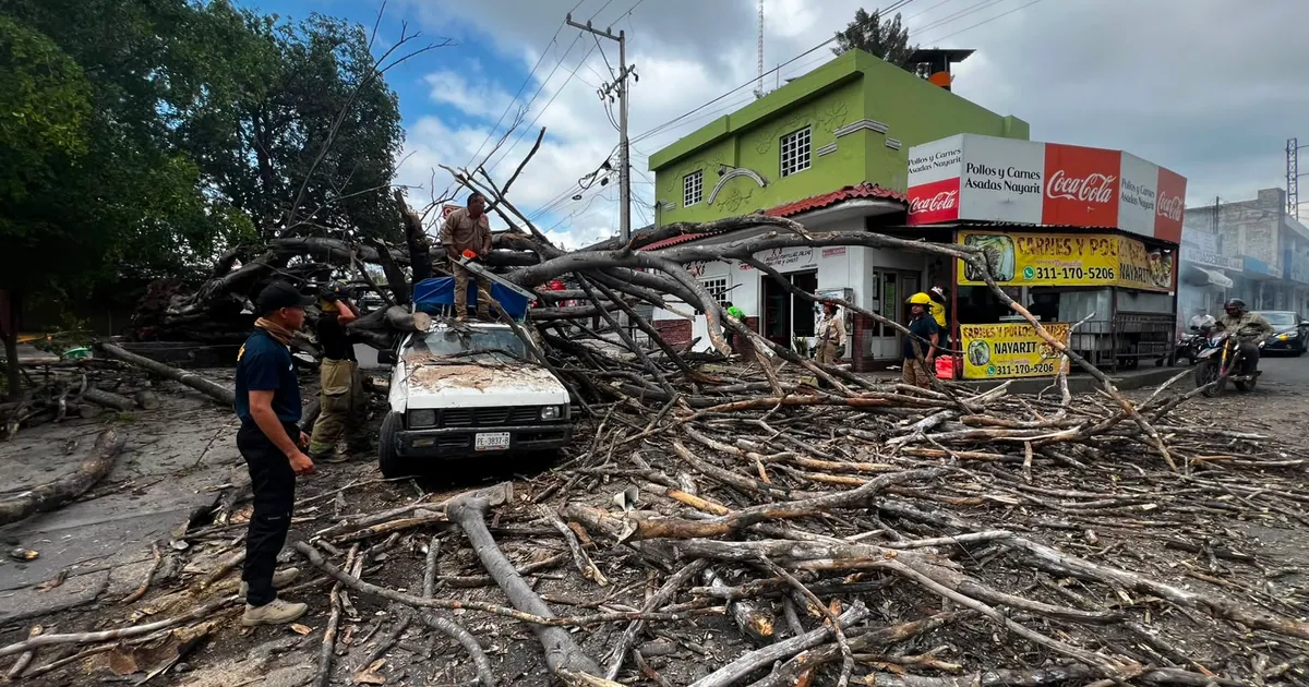Árbol cae sobre camioneta repartidora en Insurgentes y Alaska en El Rodeo