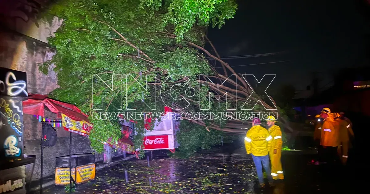 Caída de árbol daña cableado, toldo y poste eléctrico en colonia San Antonio
