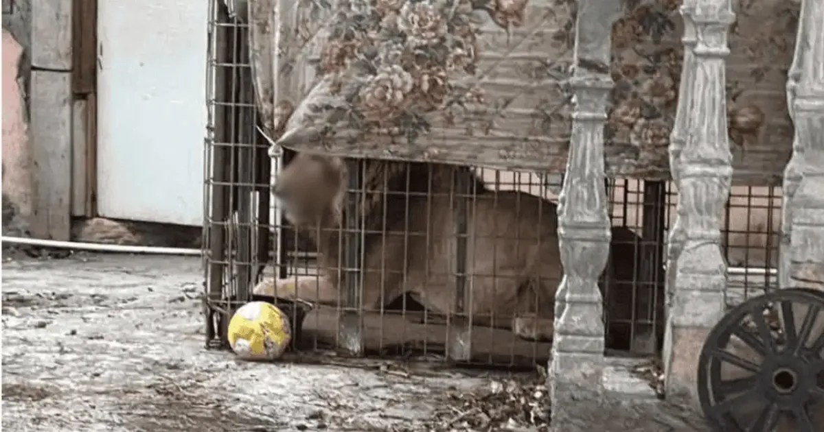 Hallan un león vivo en una casa abandonada de Matamoros, Tamaulipas