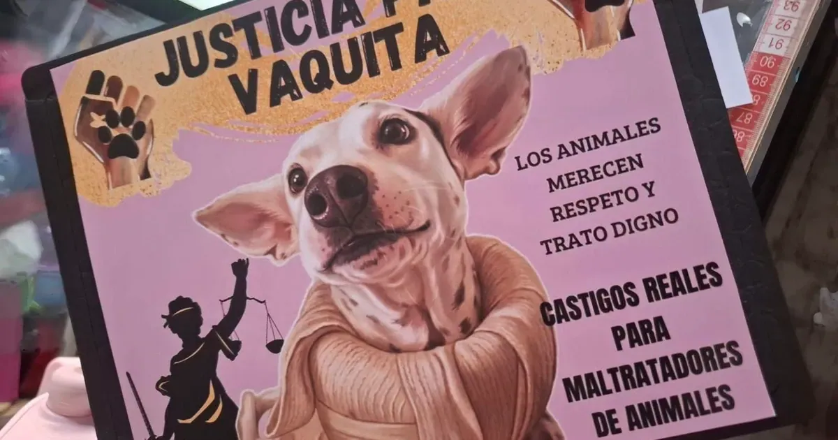 Caso Vaquita: sin acuerdo en Fiscalía, dueña denuncia acoso