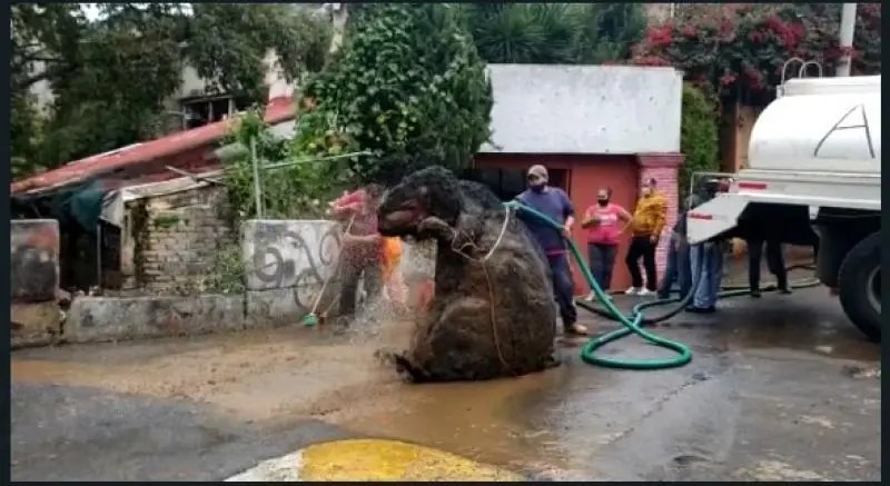 VIDEO: Encuentran rata gigante en drenaje de la CDMX