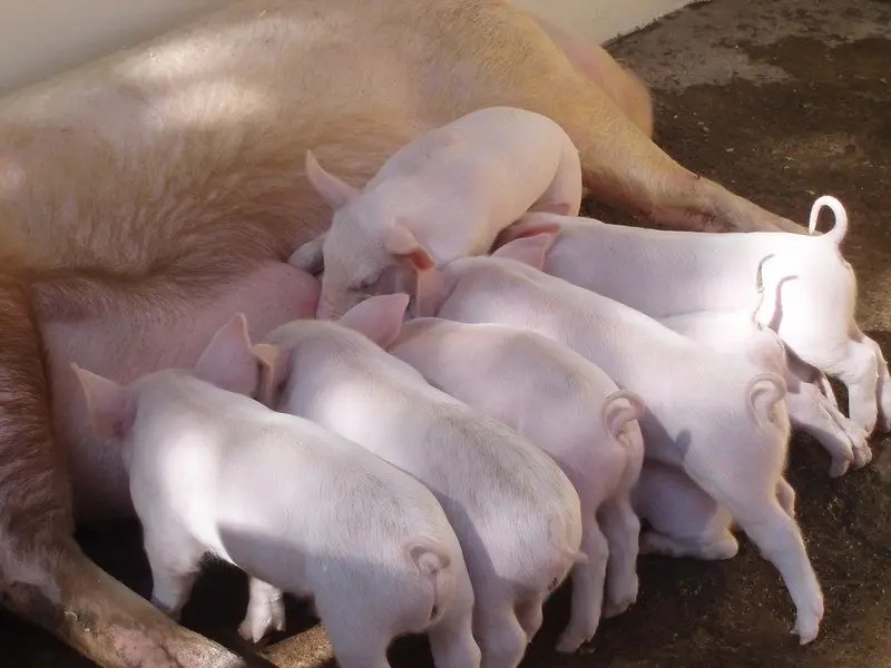 Nueva gripe porcina con \"potencial pandémico\" en China