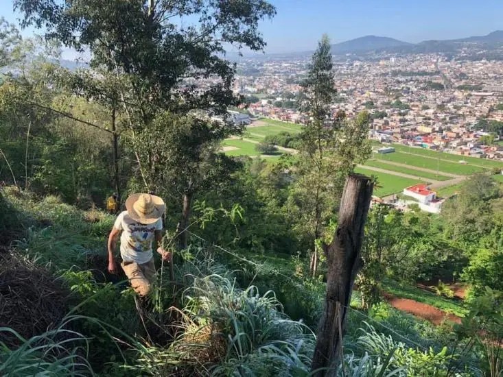 Tepic. Avanza Programa de Reforestación en el Cerro de la Cruz