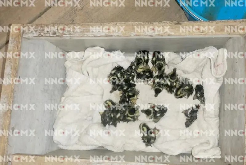 Bomberos rescatan parvada de patitos