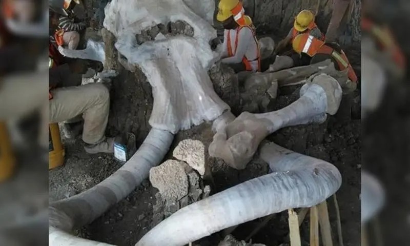 Encuentran 8,000 huesos de mamut en aeropuerto de Santa Lucia