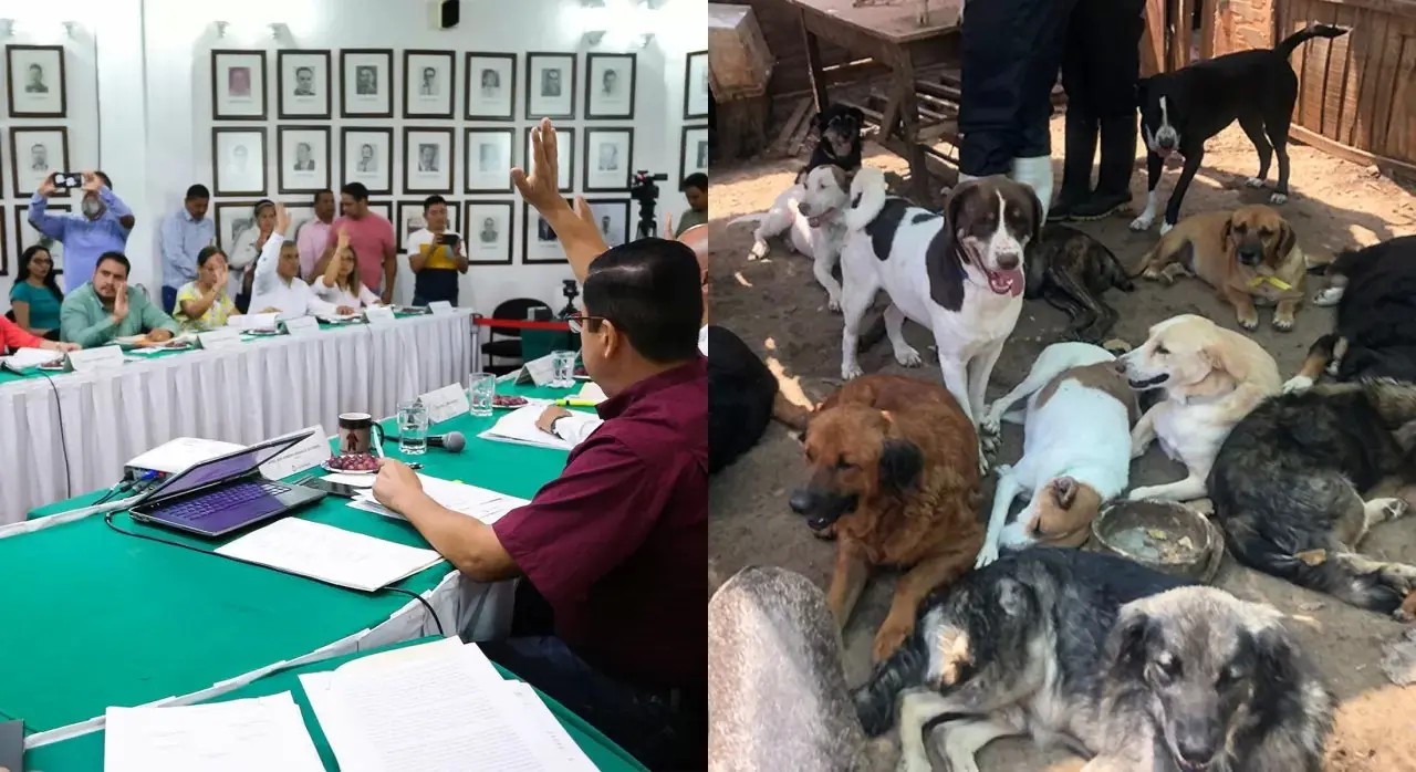 Cobrarán por tener mascotas en Puerto Vallarta