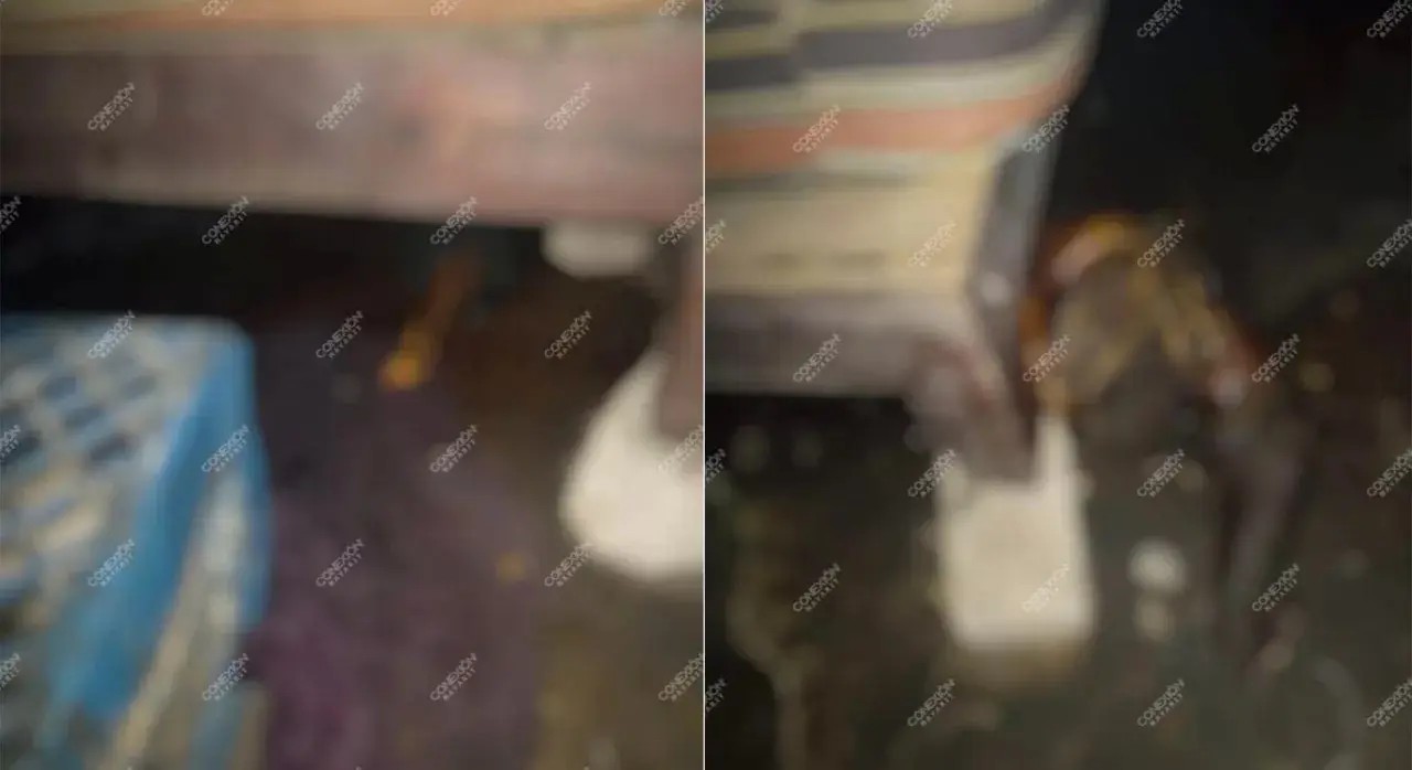 Devoran mascotas a su dueña tras haber fallecido