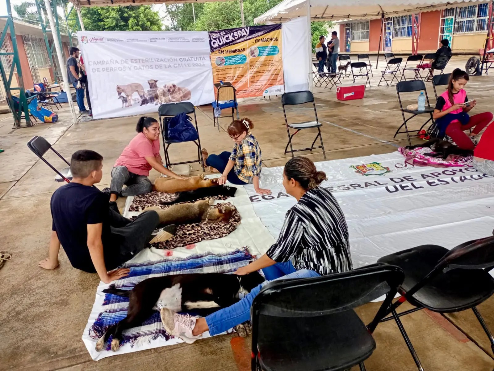 Campañas de esterilización canina, benefician a toda la sociedad: MANQ