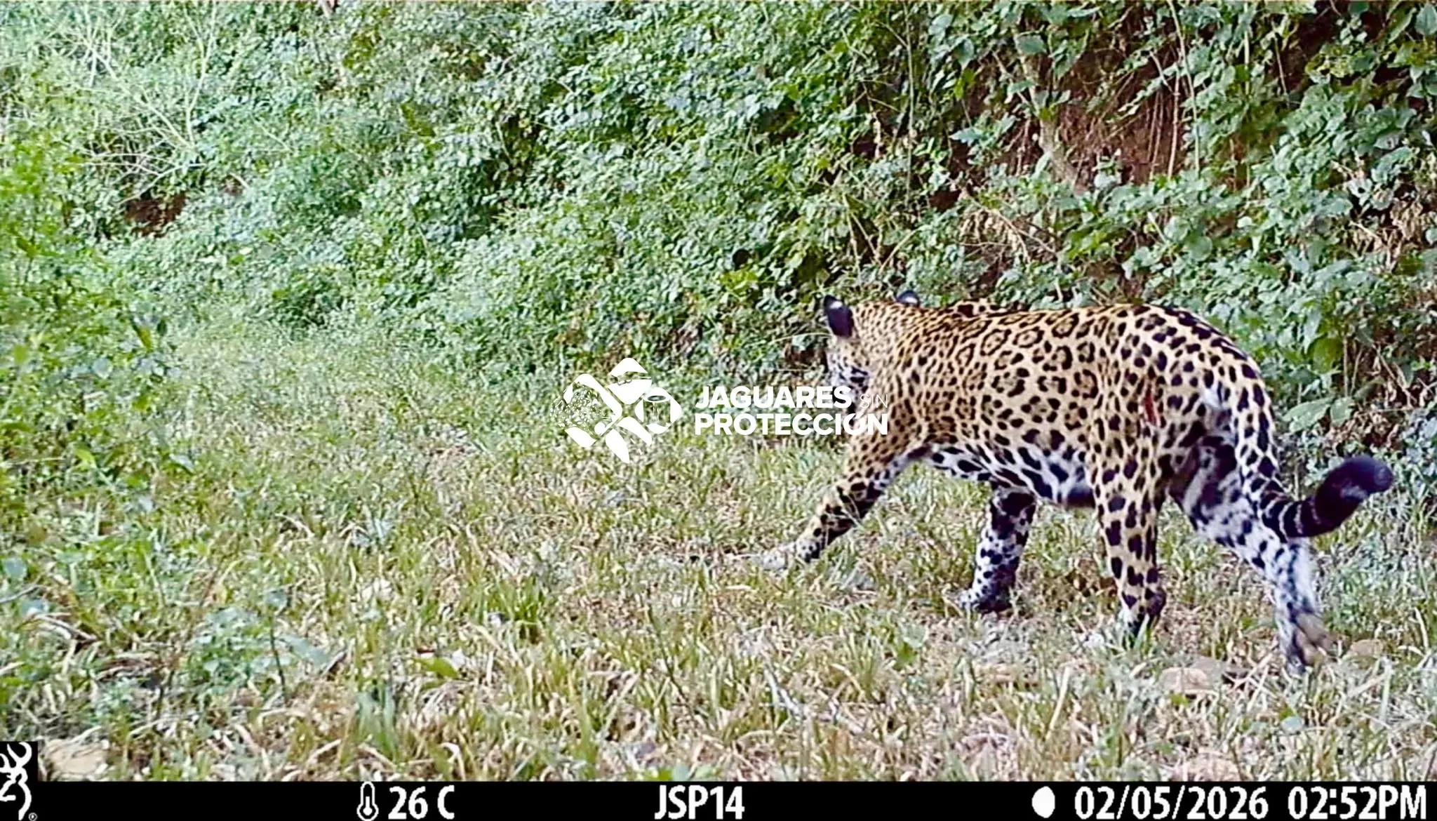 Actividad furtiva provoca ataques de jaguares al ganado en Nayarit