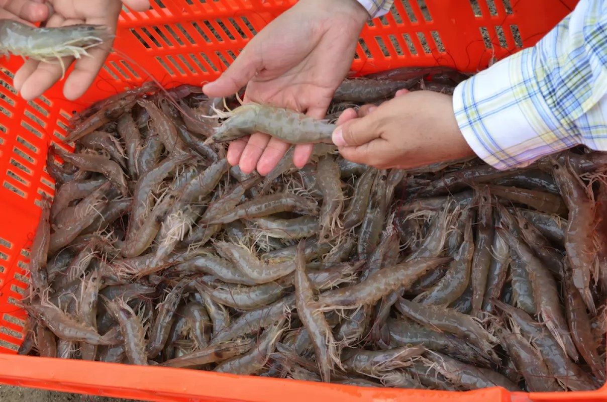 Luchan contra el mercado negro de camarón en Nayarit