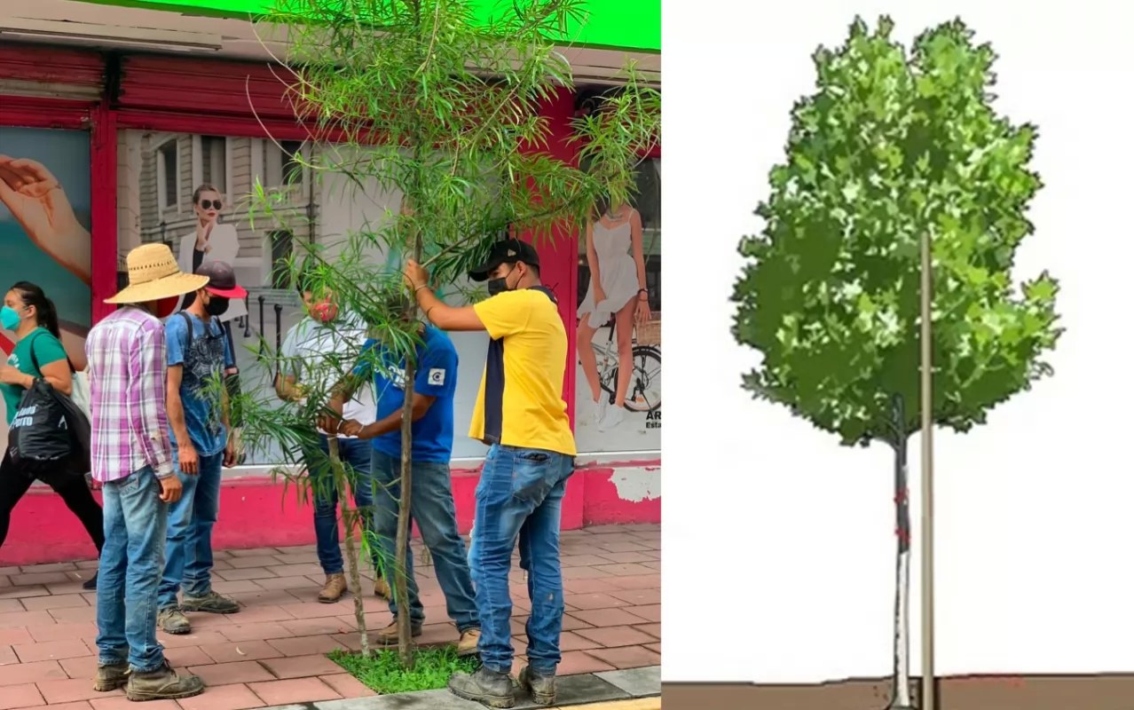 Rescatan árboles en el Centro Histórico de Tepic