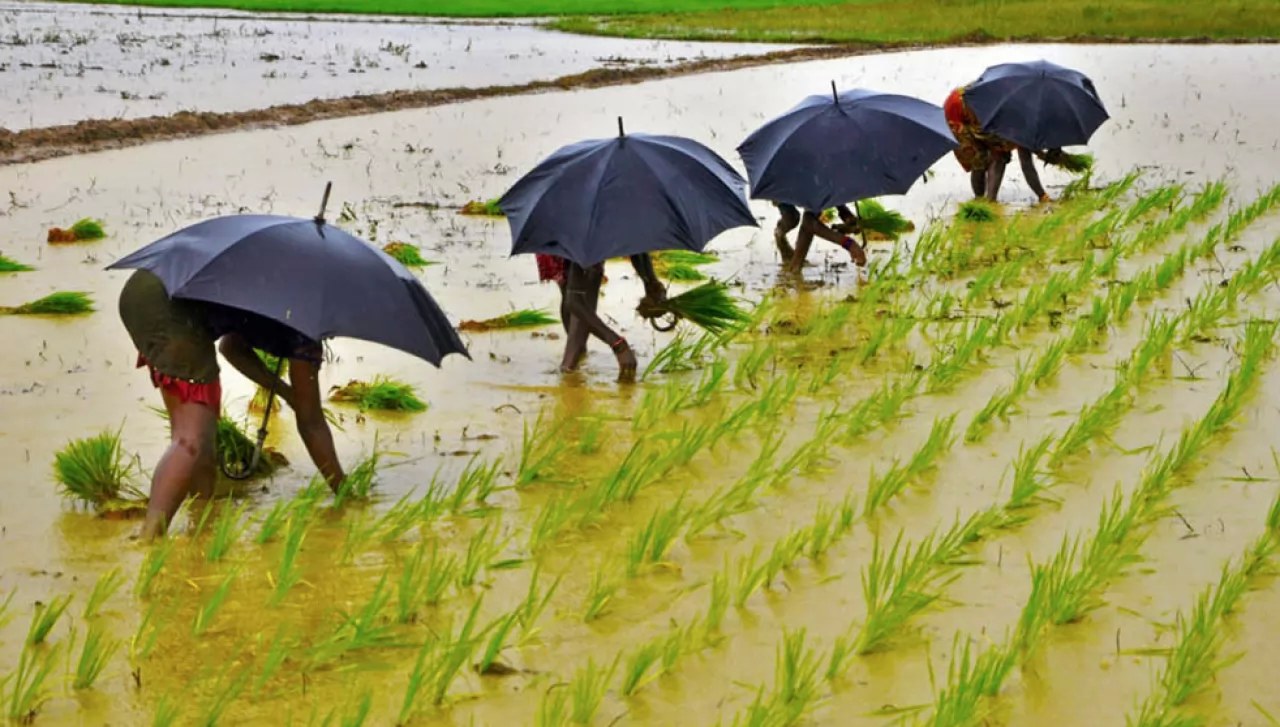 Cosechas de arroz, sorgo y frijol en riesgo por lluvias en Nayarit