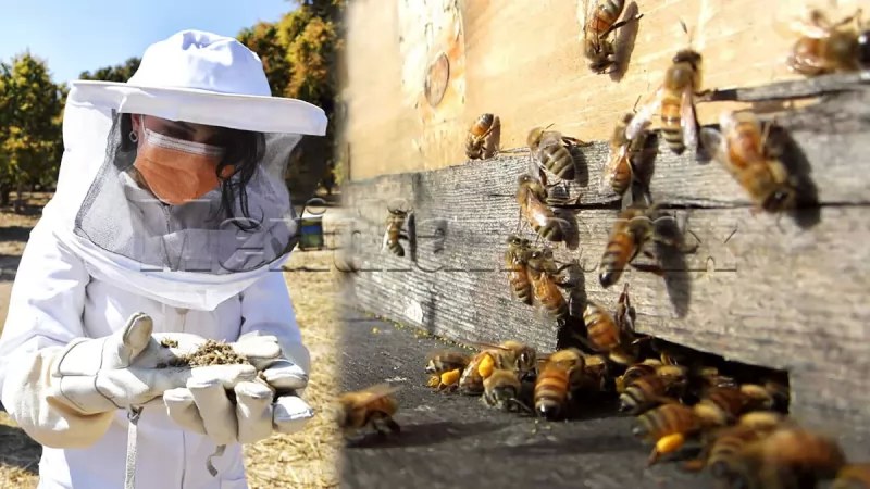 Voy a proteger a las abejas desde la Cámara de Diputados: Julieta Mejía