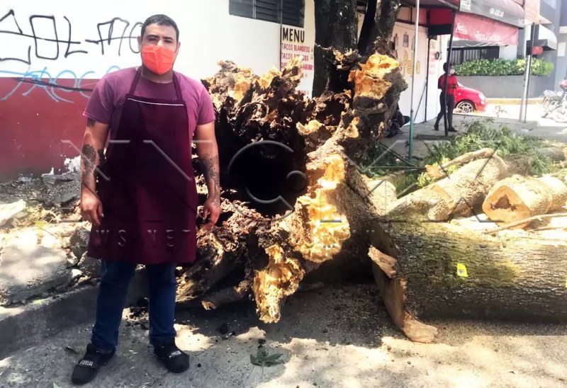 Taquero en jueves santo se salvó de morir aplastado por viejo árbol