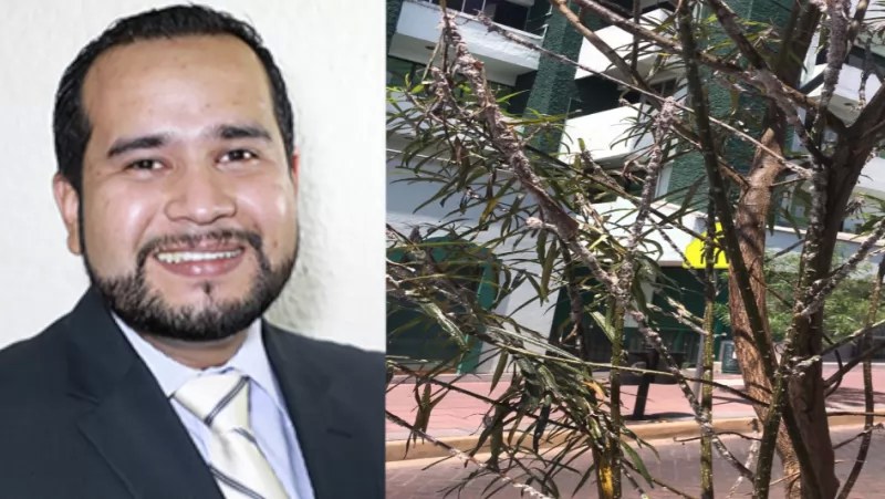 Van por rescate del arbolado con plaga en Centro Histórico de Tepic