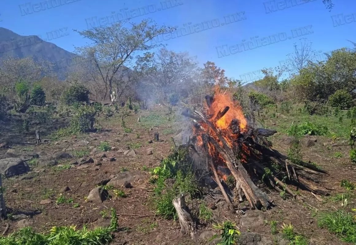 ¡destruyeron plantío de “mota” en mascota!