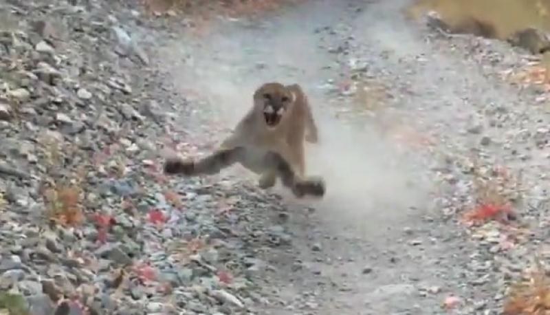 VIDEO: Hombre es perseguido por un puma a causa de acercarse a sus cachorros